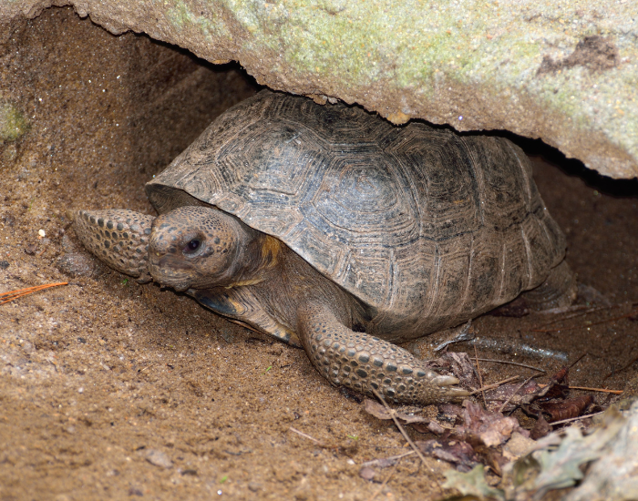 burrow-gopher-tortoise-walking.webp gopher tortoise hiding in a burroe