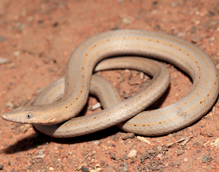 burtons.webp a burton’s Legless Lizard on the ground in the desert