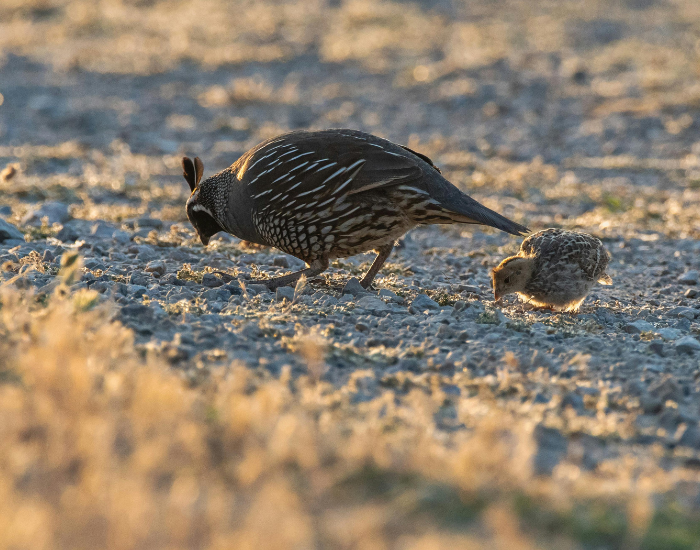 california qual with its chick on the ground