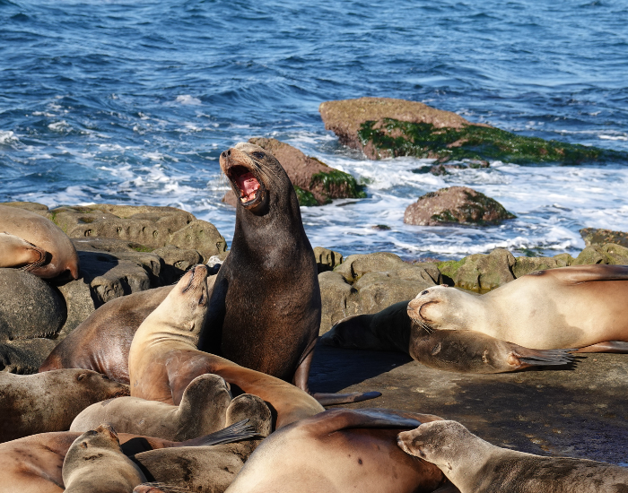 california-sea-lions.webp california sea lions on the beach