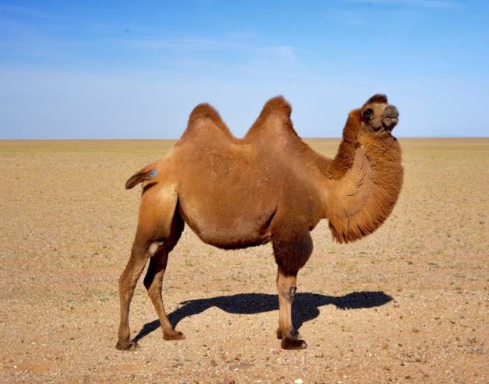 mongolian camel in the desert