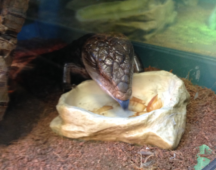 captivity-blue-tongue.webp blue tongue lizard eating in captivity