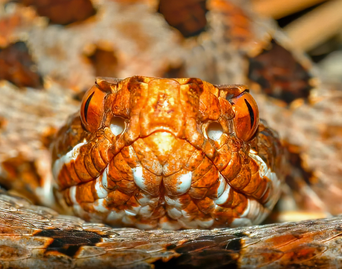 carolin-aphase-rattlesnake-pygmy-curled.webp close up of a red phase carolina pigmy rattle snake