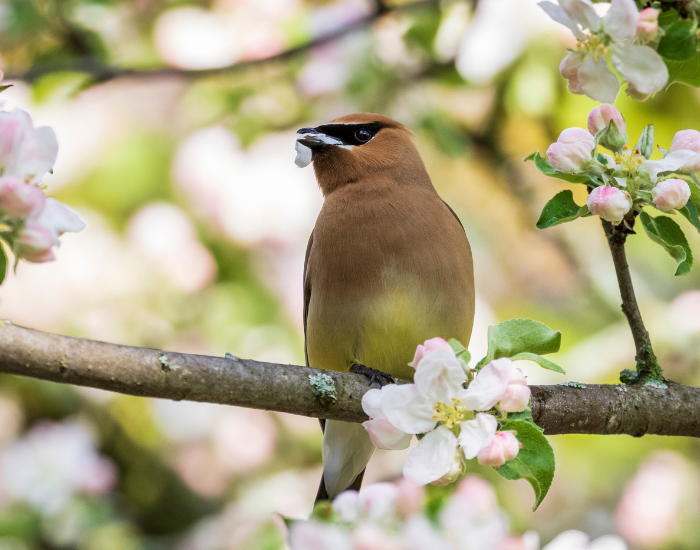 Cedar Waxing on a tree