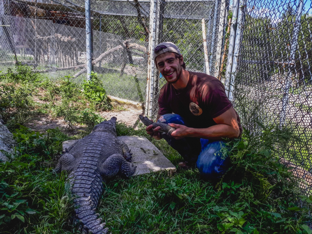 cesar-medina-man-with-crocodile.webp a young man inside a cage with an adult crocodile and a holding a baby one in his hands