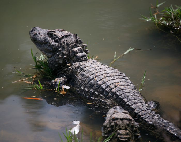 chinese-alligator-river.webp chinese alligator next to water