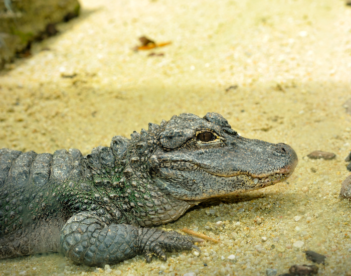 chinese-alligator.webp chinese alligator close up