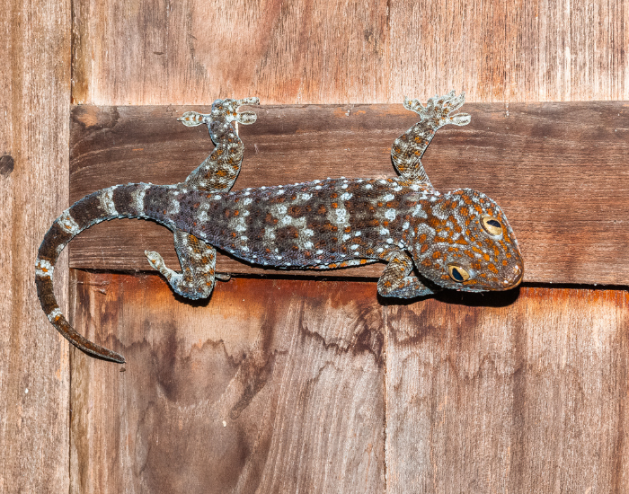 climbing-tokay-gecko.webp Tockay Gecko climbing a wall