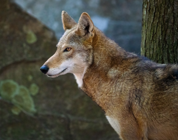 clos-eup-red-wolf-2.webp close up of a red wolf looking to the left