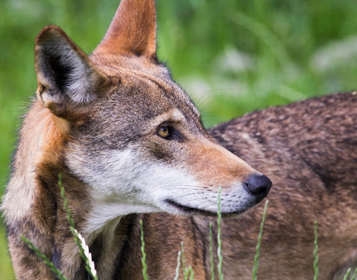 clos-eup-red-wolf.webp close up of a red wolf