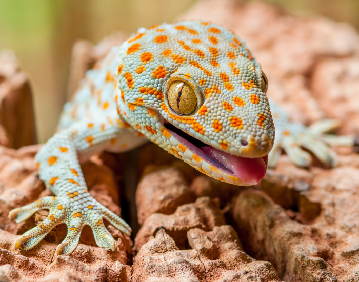 clos-eup-tokay-gecko-1.webp Close up of a tokay gecko