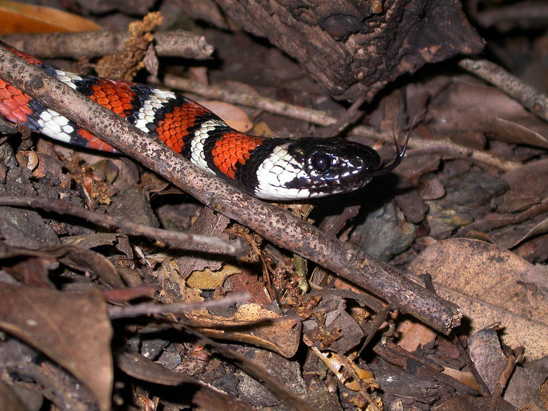 close-up-California-Mountain-Kingsnake-Lampropeltis-zonata.webp close up hea dshot of a California Mountain Kingsnake crawling on the ground