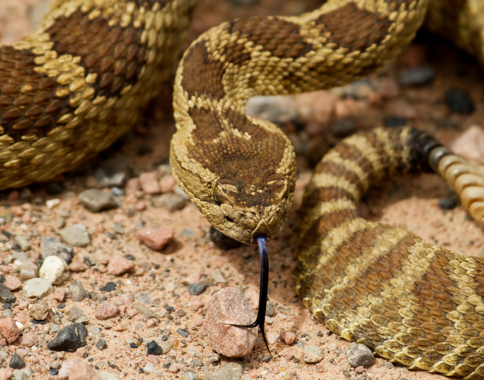 close-up-Crotalus-scutulatus.webp close up of a green rattle snake in the desert