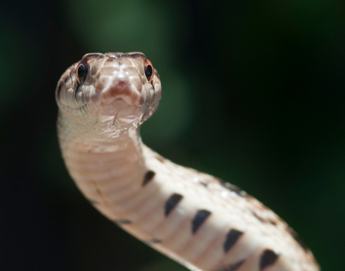 close-up-Pituophis-catenifer-3.webp Gopher snake close up