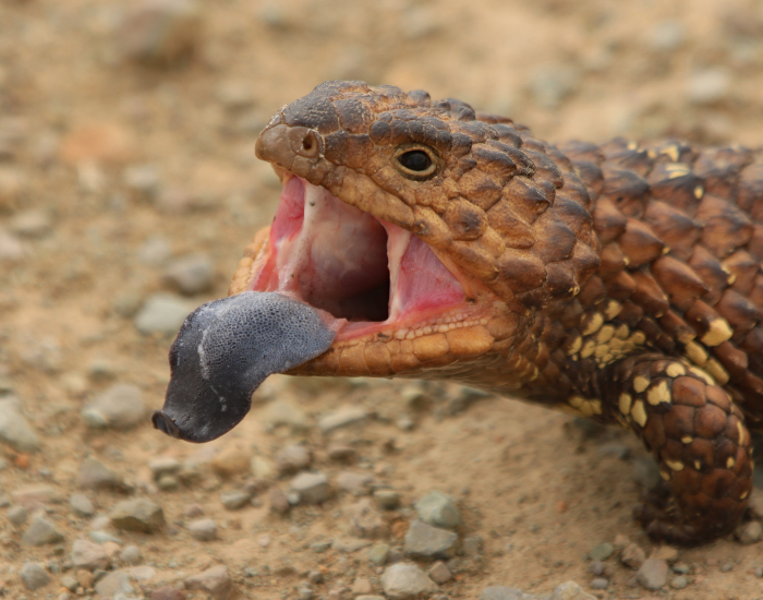 blue tongue sking with its mouth wide open and sticking its tongue out