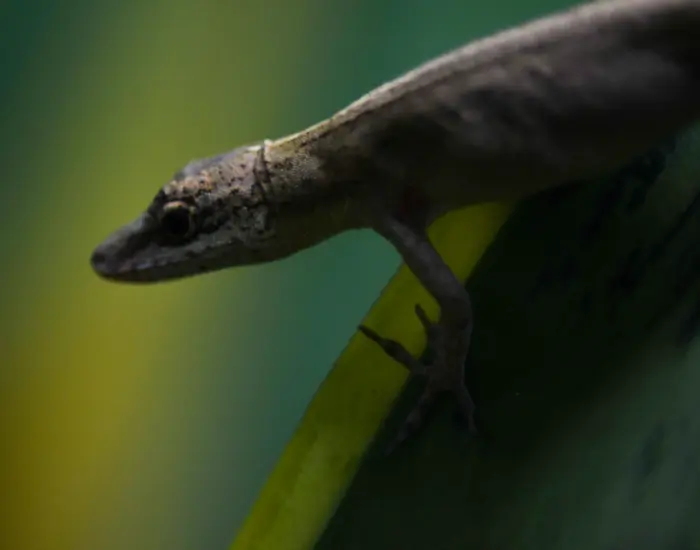 close-up-brwon-anole.webp Getty Images