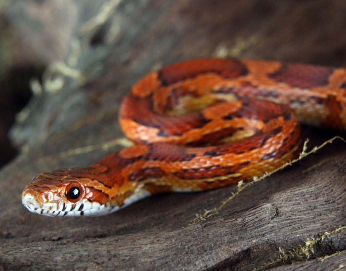 close-up-corn-snake-curled.webp corn snake in its habitat