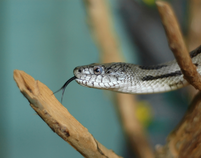Florida pine snake close up