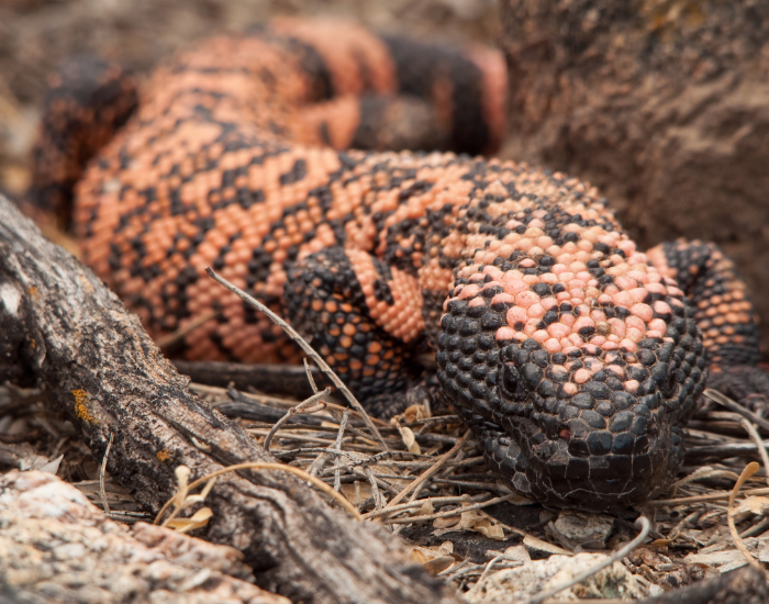 close-up-gila-monster.webp close up of a gila monster
