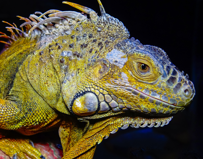 close up of a green iguana