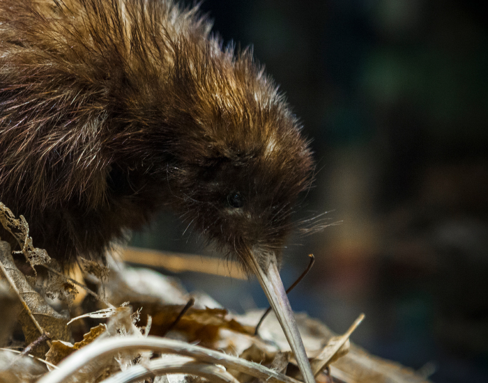 brown kiwi bird close up