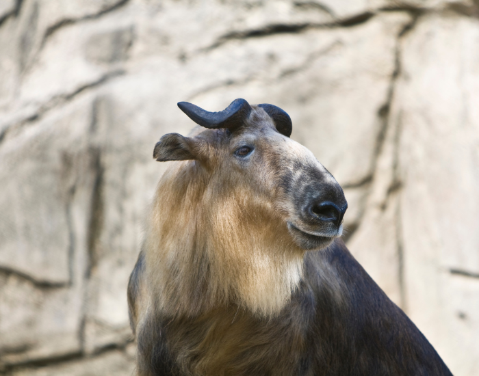 close up of a sichuan takin
