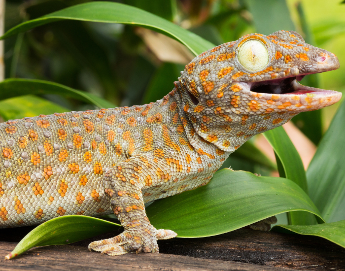 close-up-tokay-gecko-2.webp a tockay gecko with green eyes