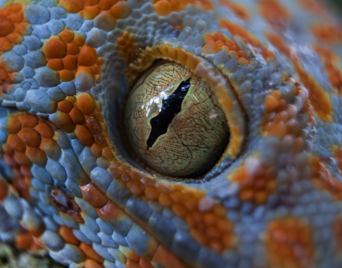 close-up-tokay-gecko-3.webp Close up of the eye of a tockay gecko
