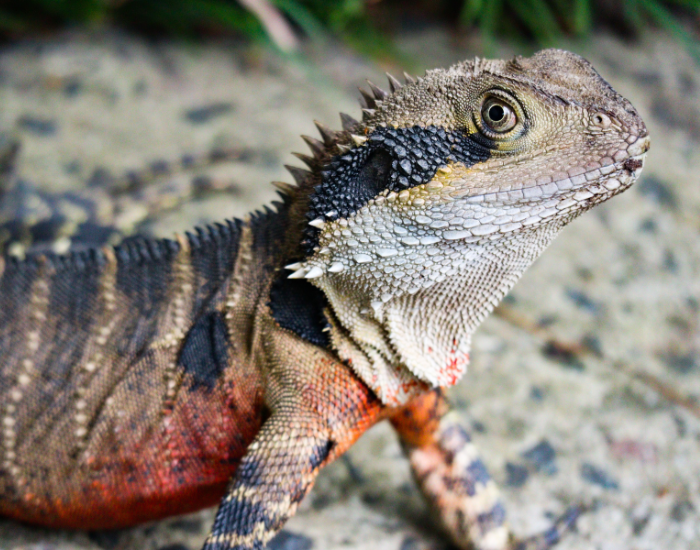 close-up-water-dragon-1.webp Close up of a water dragon showing its colors with detail