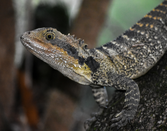 close up of a water dragon