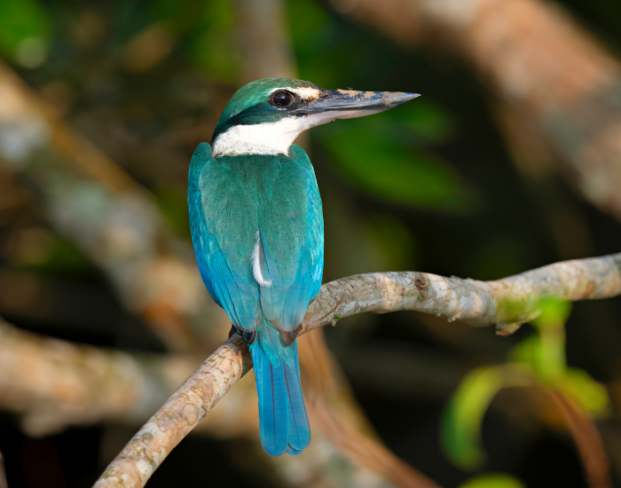 Collared Kingfisher in the wild on a tree branch