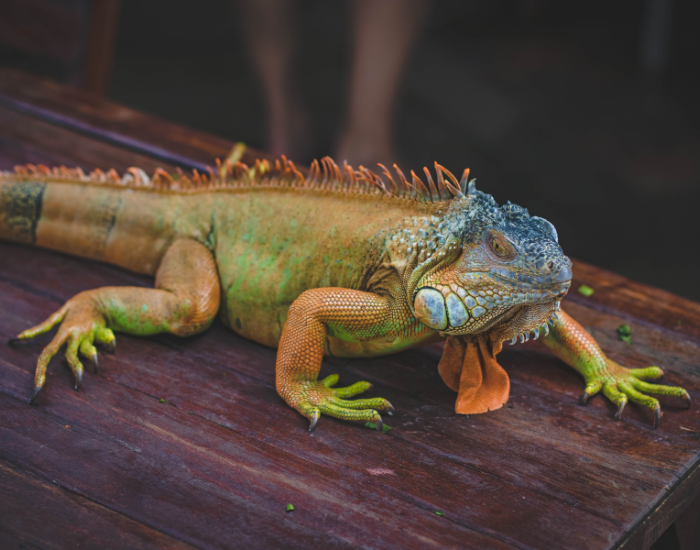 Green iguana on a wooden table