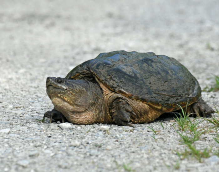 common-snapping-turtle.webp common snapping turtle on the road
