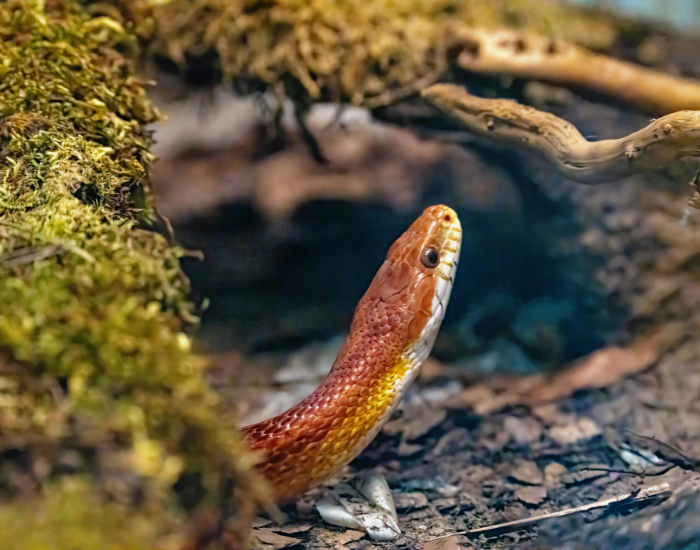 corn-snake-coming-out.webp head shot of a red rat snake in its habitat