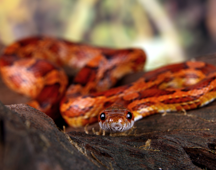 corn snake looking at the camera