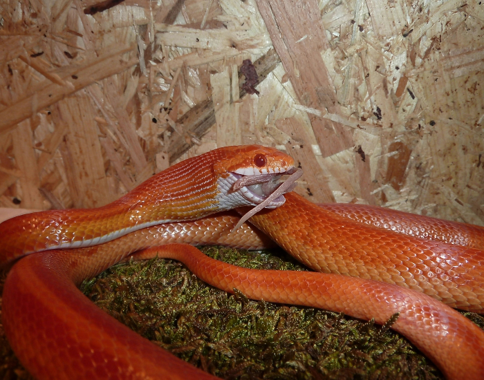 corn snake eating a mouse