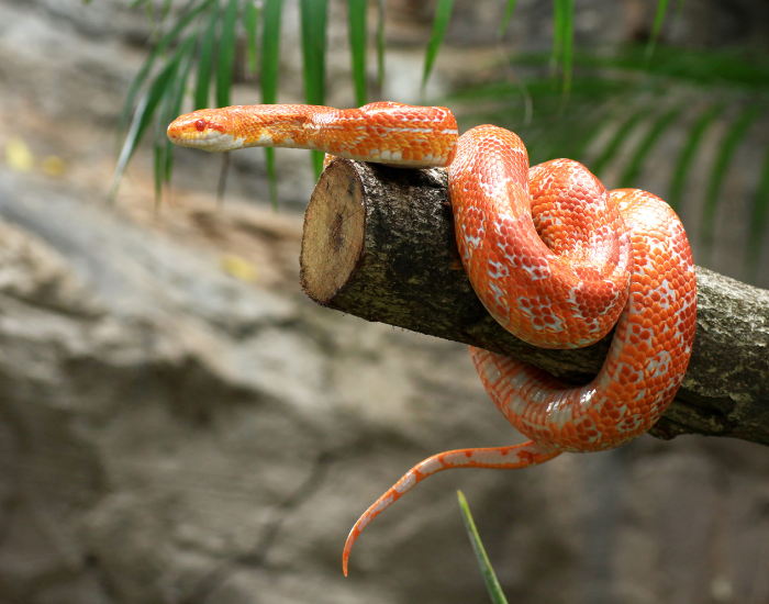 corn-snake-on-branch.webp Red rat snake curled on a log