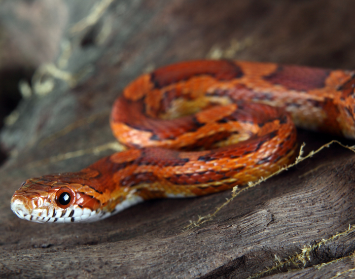 corn-snake.webp corn snake curled