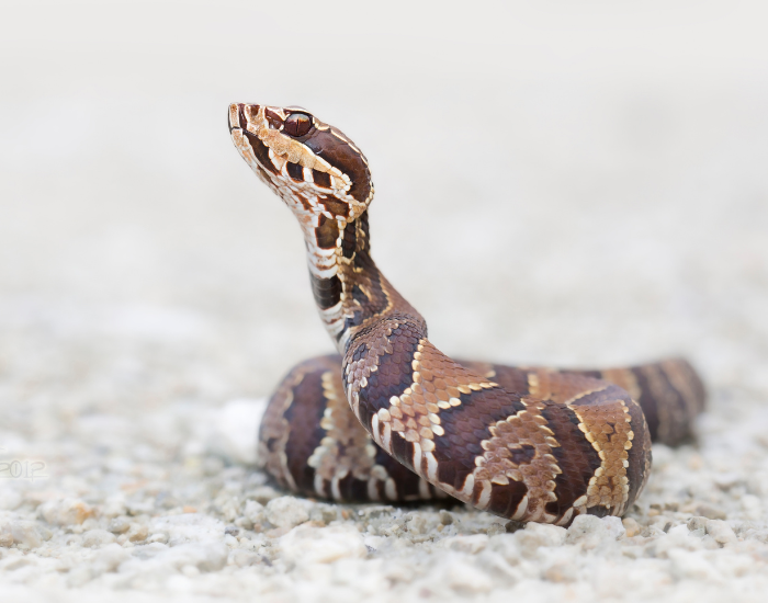 cottonmouths-snake.webp Cotton mouth snake on the ground having a look