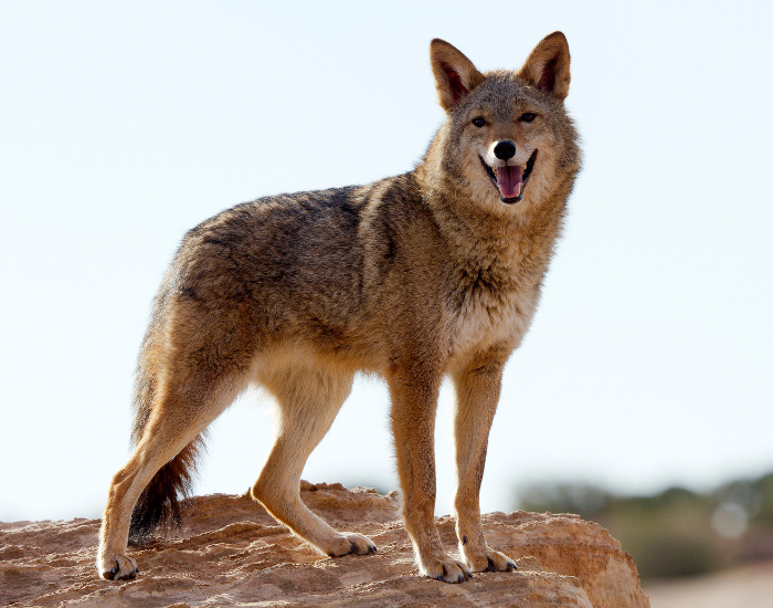 Coyote in the wild