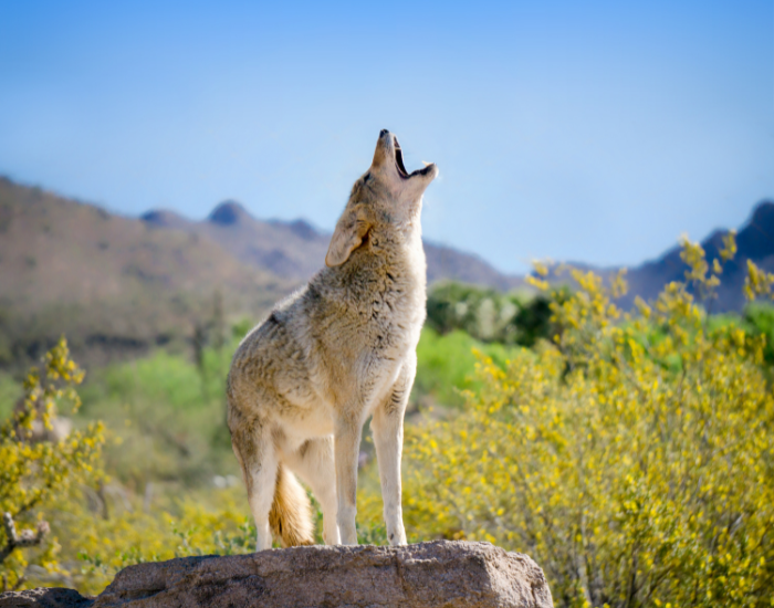 Coyote howling in the wild