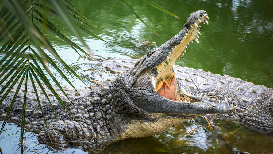 a big crocodile opening its mouth while on water