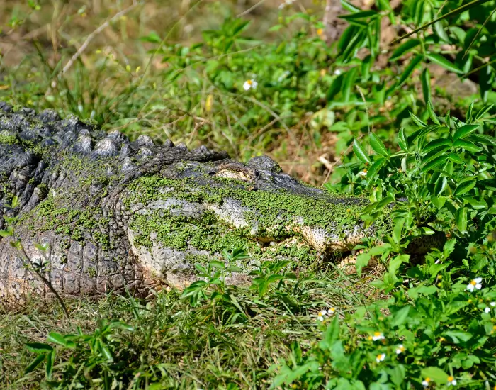 croc.webp croc in the wild covered by plants