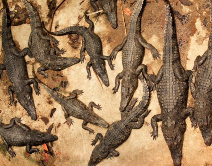 crocodiles.webp group of crocodiles