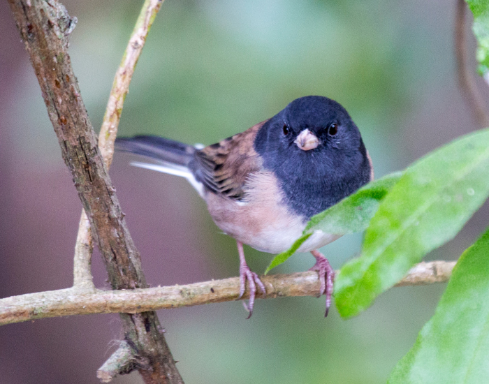 Dark eyed junco on top of a tree