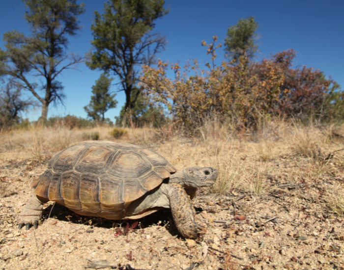 Desert Tortoise walking in the wild