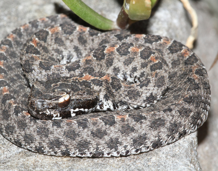 Dusky Pygmy Rattlesnake coiled on the ground