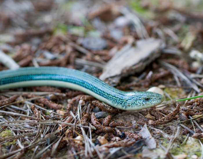 eastern-glass-lizard-1.webp Easter Glass Lizard crawling through the ground