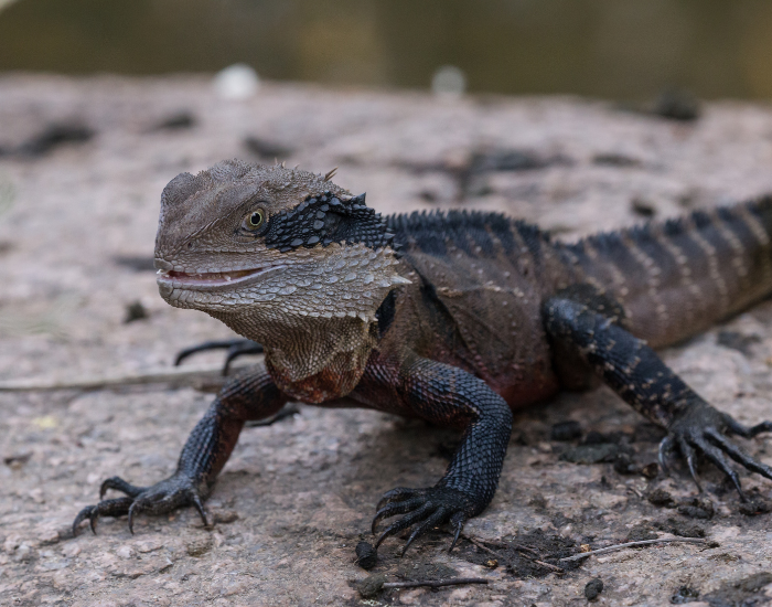 eastern-water-dragon.webp water dragon on a rock