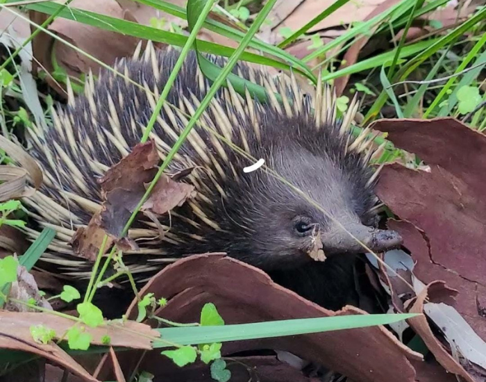 Echidna in the sydney in a national park
